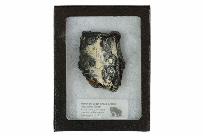 Mammoth Molar Slice With Case - South Carolina #95274